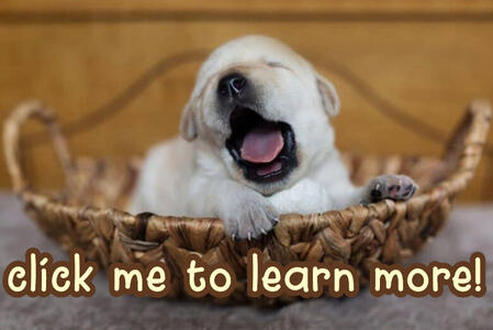 a small labrador puppy laying in a basket and yawning. the text underneath it reads "click me to learn more!"