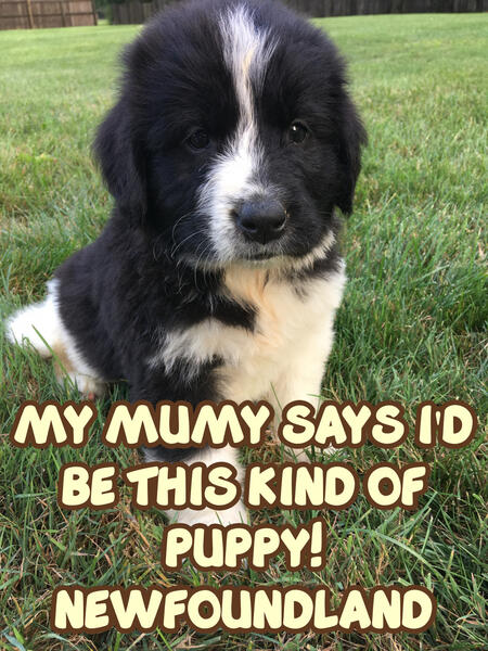 a small labrador puppy laying in a basket and yawning. the text underneath it reads "click me to learn more!"