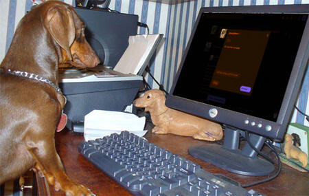 a small labrador puppy laying in a basket and yawning. the text underneath it reads "click me to learn more!"